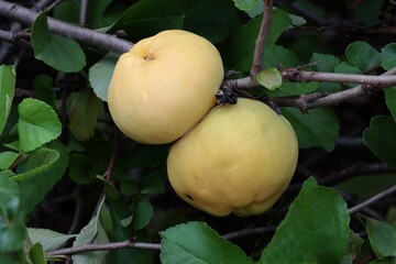 yellow fruit of chaenomeles japonica bush