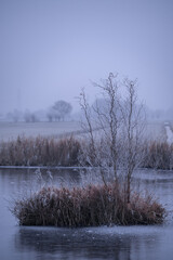 A lonely tree lost in the fog on a deserted field. Dramatic landscape with frozen nature in the winter season in the Netherlands