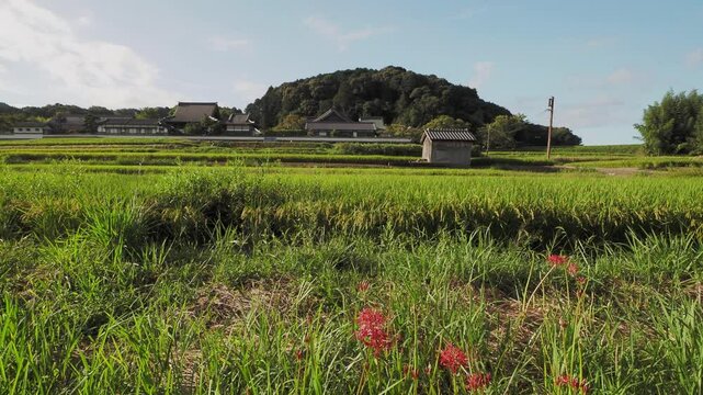 明日香村の橘寺と棚田