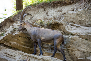 Stambecco su Roccia