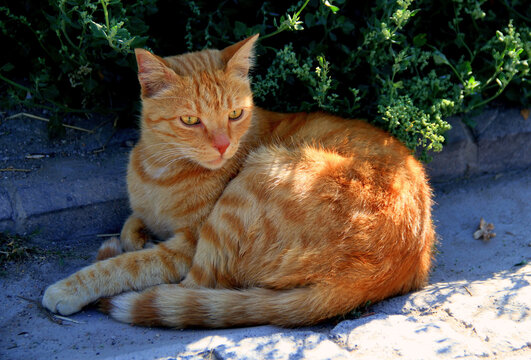 Close-up photo of a large red cat staring intently in front of him on a blurred background - Powered by Adobe