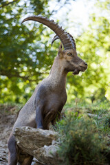 Stambecco su Roccia