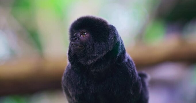  tamarin monkey close-up, a small black monkey sits on a branch and looks around