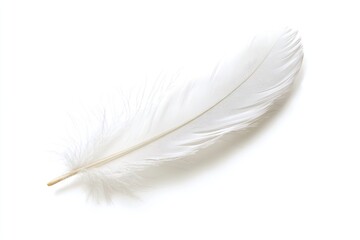Obraz premium Realistic photo of a white feather accessories accessory wildlife.
