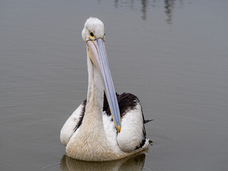 pelicans on the water