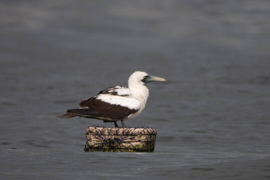masked booby or Sula dactylatra or masked gannet at Mumbai, Maharashtra, India