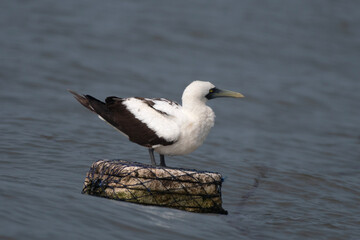 masked booby or Sula dactylatra or masked gannet at Mumbai, Maharashtra, India