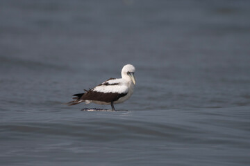 masked booby or Sula dactylatra or masked gannet at Mumbai, Maharashtra, India