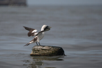 masked booby or Sula dactylatra or masked gannet at Mumbai, Maharashtra, India