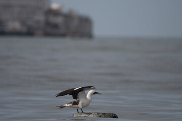 masked booby or Sula dactylatra or masked gannet at Mumbai, Maharashtra, India