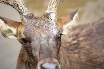 A deer with beautiful antlers is looking ahead.