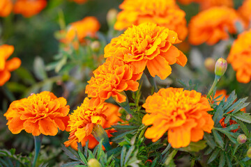 A bunch of orange flowers with green leaves