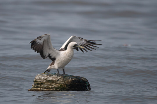masked booby or Sula dactylatra or masked gannet at Mumbai, Maharashtra, India