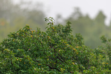 A tree with green leaves and a few brown leaves
