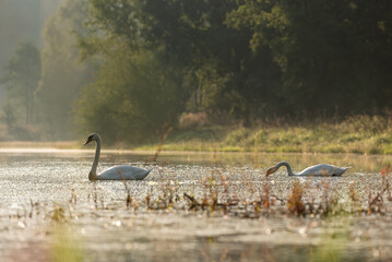 Para łabędzie o poranku w stawie, jesienią, tapeta. © Elżbieta Kaps