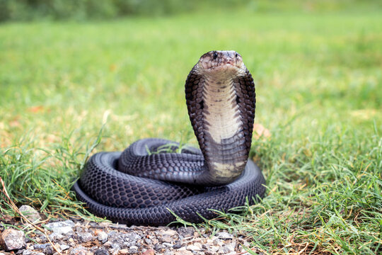 Venomous snake dangerous neurotoxin. Black Brown Banded Cobra - Naja fuxi coiled in a circle and raising its hood on the grass.