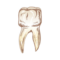 Highly detailed hand drawn human tooth  with roots. Hand drawn sketch. Molar illustration isolated on white background.