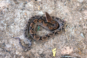 Snake with hemotoxic venom dangerous to the blood system. Malayan pit viper - Calloselasma rhodostoma coiled up still and ready to attack on the ground.