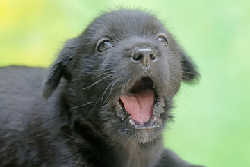 Cute and adorable expressions on the faces of a puppy. Mammals that are commonly used as human pets have the scientific name Canis lupus familiaris.