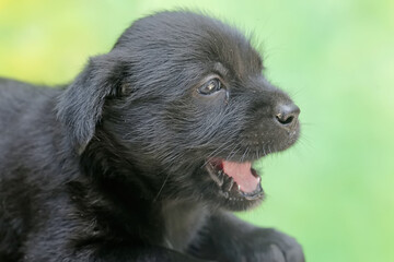 Cute and adorable expressions on the faces of a puppy. Mammals that are commonly used as human pets have the scientific name Canis lupus familiaris.