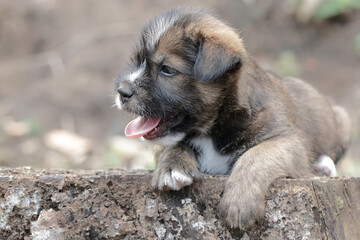 Cute and adorable expressions on the faces of a puppy. Mammals that are commonly used as human pets have the scientific name Canis lupus familiaris.