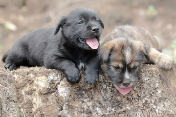 Two cute puppies are resting on a dry tree trunk. Mammals that are commonly used as human pets have the scientific name Canis lupus familiaris.