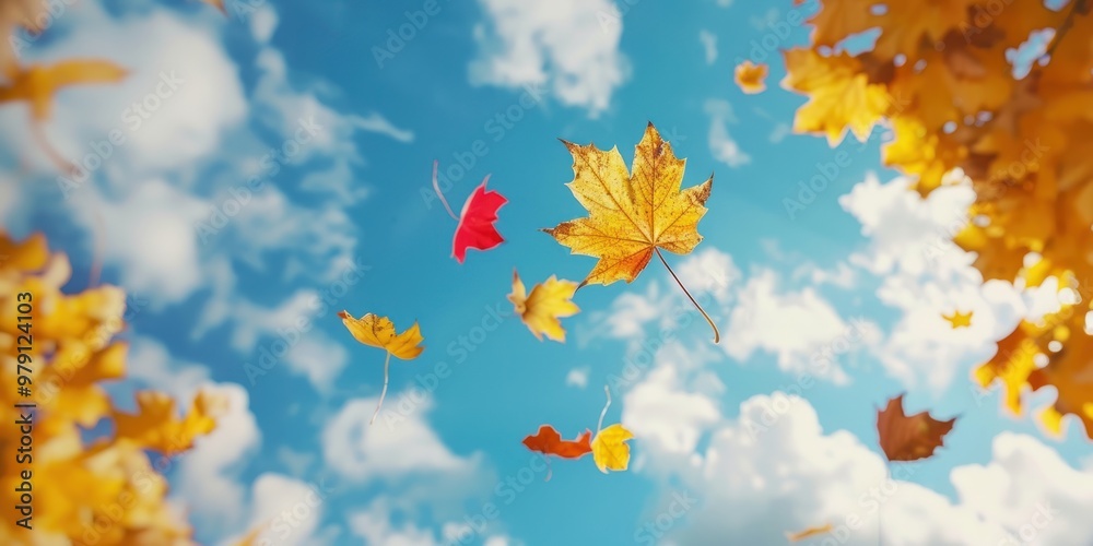 Poster Falling autumn yellow and red maple leaves leaf sky outdoors.