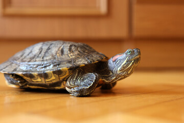People care for and play with a pet red-eared turtle.
