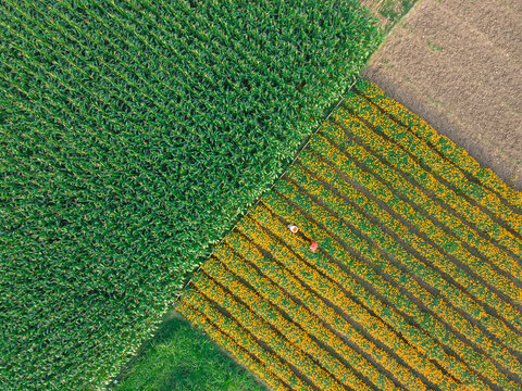 Aerial view of a colorful marigold flower garden with rows of blooming flowers, Jhikargacha Upazila, Bangladesh.
