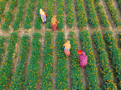 Aerial view of vibrant marigold flower garden with people picking flowers, Jassore, Bangladesh.
