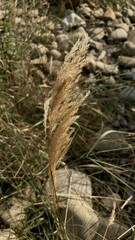 Obraz premium Close-up of dry golden grass growing among rocks on a sunny day, in a quiet natural setting.