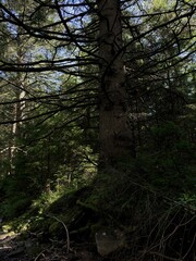 A large pine tree with sprawling branches towering over a forest stream, creating a cool and shaded...