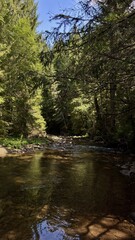 Naklejka premium A calm forest stream flowing gently over rocks, surrounded by tall pine trees, creating a serene and natural landscape.