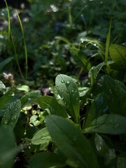 Fresh green leaves covered in morning dew droplets, glistening under soft sunlight in a peaceful, natural setting.