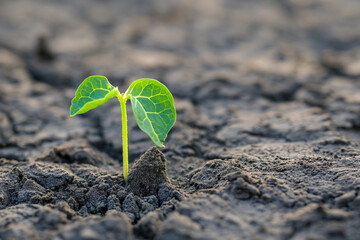 Young green sprout from dry soil. Concept template for eco-friendly life, caring for nature and forest, new life. Background design with place for text.
