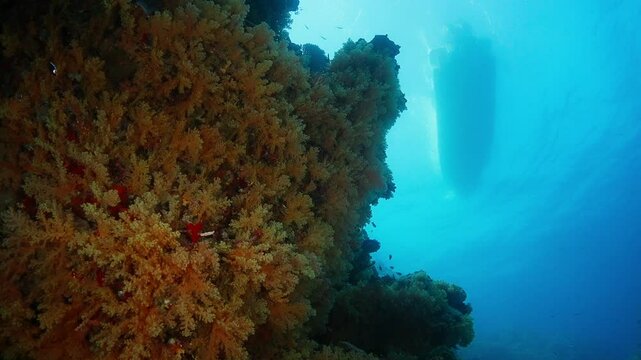 Golden Yellow Dendronephthya soft coral on wall of a coral bommie in the Blyth Waters of Fiji. Looking upward to the boat on the surface.