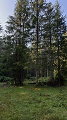 Open clearing in a pine forest with scattered logs, surrounded by tall trees, creating a peaceful natural atmosphere.