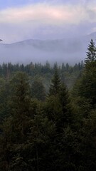Fog-covered pine forest with distant mountains in the background, creating a tranquil atmosphere with soft light filtering through the mist.
