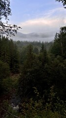 Fog-covered pine forest with distant mountains in the background, creating a tranquil atmosphere with soft light filtering through the mist.