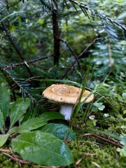 Mushroom nestled under a small pine tree in a damp, mossy forest, adding to the peaceful and natural beauty of the woodland scene.