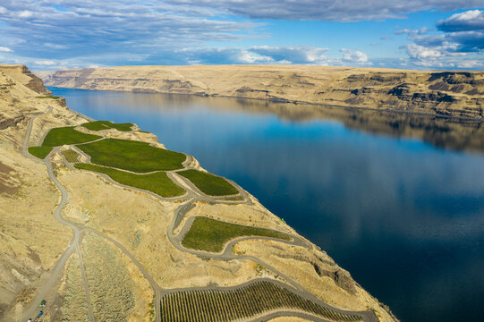 Aerial view of beautiful Wallula Vineyards with lush grapes and serene river, Benton County, United States.