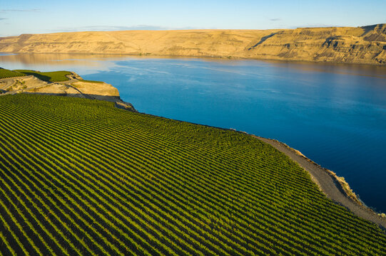 Aerial view of Wallula Vineyards with rows of grapes and a serene river, Benton County, United States.
