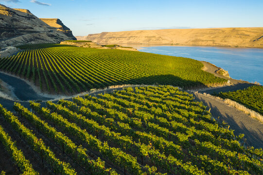 Aerial view of lush vineyard rows with grapes under a clear blue sky, Wallula Vineyards, Benton County, United States.
