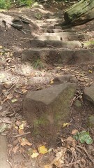 stream in the forest