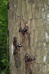 Lucanus cervus many of them are sitting on a tree in the woods