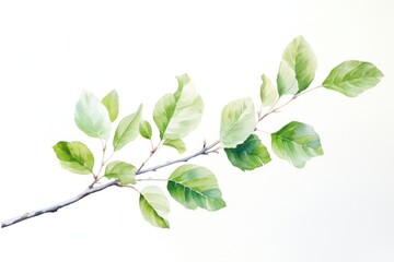 Fototapeta premium Spring plant leaf tree.