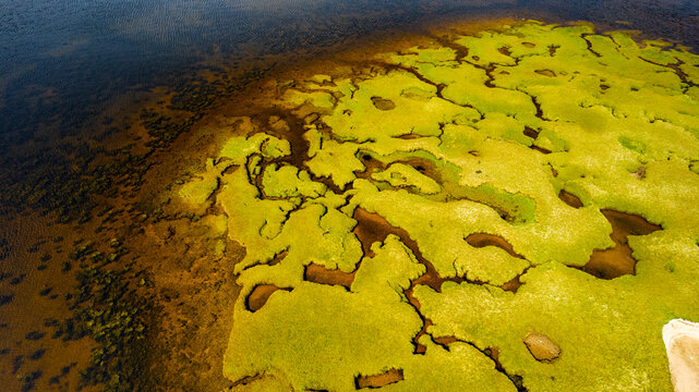 Aerial view of abstract patterns and textures of moss and algae along the tranquil shoreline, Bettyhill, Scotland.