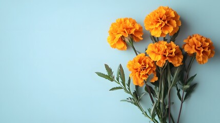 Obraz premium Orange Marigold Flowers on a Light Blue Background