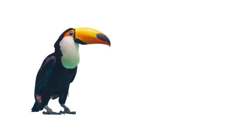 Colorful Toucan on Transparent Background