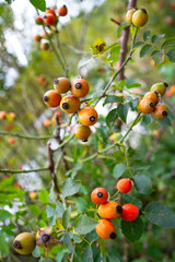 Rose hip close up. Autumn time 